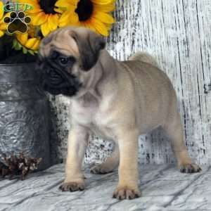 Trixie, Pug Puppy